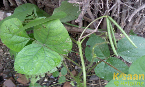 आजाद उडद - 1 (Azad udad-1)